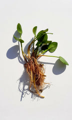 Live Frogbit Limnobium laevigatum | Hardy Floating/Marginal Aquatic Pond & Bog Plant | Bareroot Water Garden Oxygenator