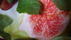Jerusalem Fig Seeds - 100+ Seeds - Ficus carica - Organic, Heirloom Variety for Home Gardening and Planting