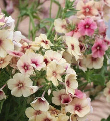 Phlox Seeds - 25+ Fragrant Cherry Caramel Flower Seeds - Phlox paniculata