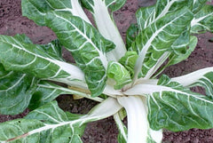 Swiss Chard Seeds 100 Ct Large White Ribbed Heirloom NON-GMO USA