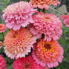 Zinnia Seeds - 100+ Pink Mix - Garden Planting - Zinnia elegans - USA