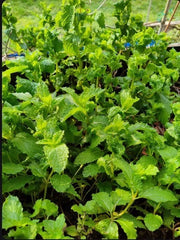 Live Peppermint Plants - 3 Bare Root Organic Mojito Mint - Rau Húng Lủi Mints - Rau Thơm