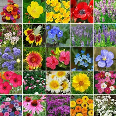 Wildflower Seed Mix - 5000 Non-GMO Heirloom Blend with Perennials - Ideal for Landscapers, Pollinator Gardens, and Eco-Friendly Spaces
