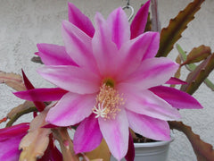 Epiphyllum 'Climax' Starter Pot - Fully Rooted Tropical Cactus Plant - Unique Flowering Houseplant (Epiphyllum hybrid)