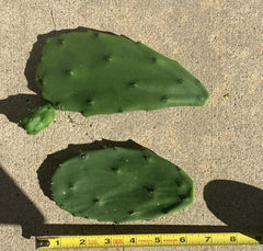 Opuntia Ficus-Indica Cactus Pads | 4 Fresh Edible Prickly Pear Nopales | Organic Spineless Cactus | Healthy, Ready to Plant or Cook