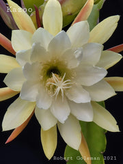 Epiphyllum 'Kazoo' Unrooted Cutting - Rare Orchid Cactus - Unique Houseplant for Indoor Gardening