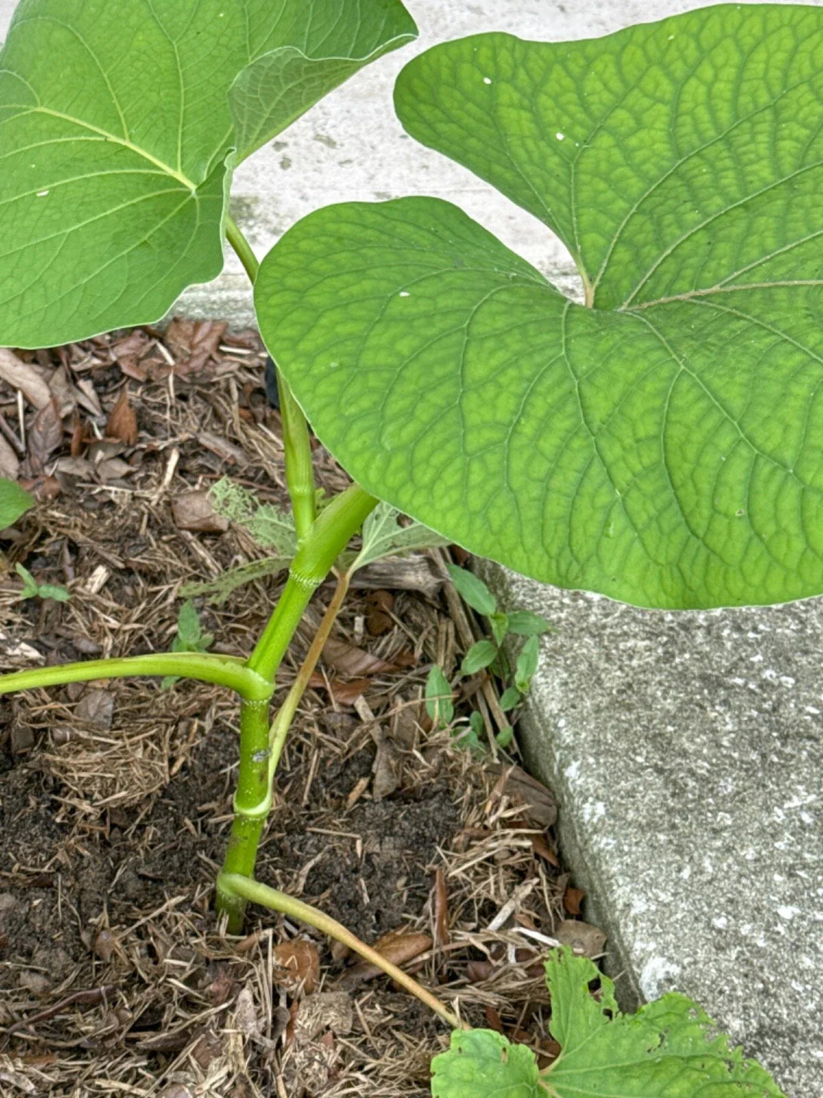 Piper Auritum Plant - 10
