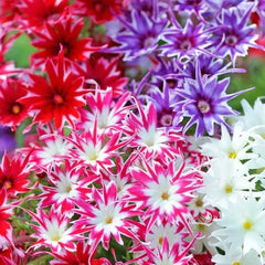 Phlox Seeds - Twinkle Mix Flower Seeds | Vibrant Colors | Garden Planting | Free Shipping | 1237