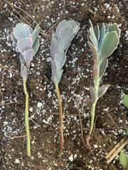 Kalanchoe Cuttings - Lavender Scallops - 3 Live Cuttings - Kalanchoe fedtschenkoi