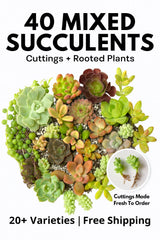 Succulent Cuttings 40 Pack Mixed 20+ Varieties β Assorted Succulents for Planting, Garden DΓ©cor, or Crafting