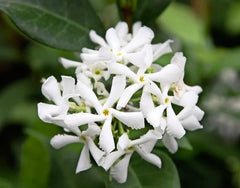 Green Star Jasmine Live Plant 3" Pot 10" Tall Trachelospermum Jasminoides Evergreen Climber Fragrant White Flowers