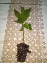 Jamaican Cherry Tree 4" Potted Plant Muntingia calabura Strawberry Tree