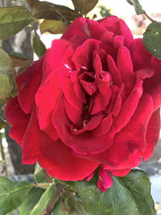 5 Cuttings of Velvet Pink Fragrant Rose, 6 Inch Long, No Roots - Rosa spp.