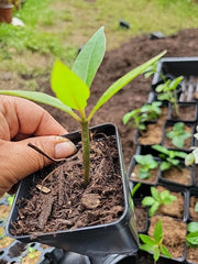 Purple Plumeria Live Plant Rooted from Seed | 1 Starter in 3” Pot | Fragrant Flower Tree | Rare Color | Tropical Frangipani