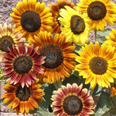 Sunflower Seeds Mix 100+ Count Crazy Mix 15+ Varieties Helianthus annuus Easy to Grow