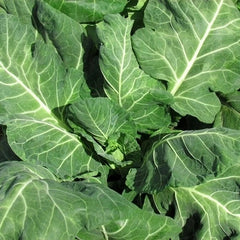Collard Seed - Vates Collards Fresh Seed - Non-GMO, Heirloom Variety, Organic Gardening, Brassica oleracea