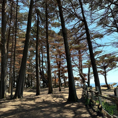 Monterey Cypress Tree Seeds, 100+ Seeds, Cupressus macrocarpa, Ideal for Bonsai Cultivation