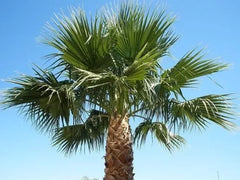 Washington Robusta Mexican Fan Palm Tree Seed Saplings - 3 Year Old - Trachycarpus fortunei