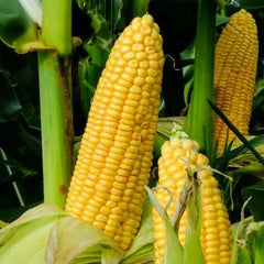 Honey Select Triple Sweet Corn Seeds - 1 lb Bulk Untreated Yellow Seeds - Zea mays, Non-GMO, High Sugar Content