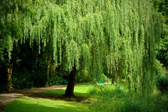 Weeping Willow Cuttings Set of 12 Unrooted - Salix babylonica