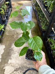 (1) California Gold Bougainvillea Live Plant | Golden Yellow Blooms | Tropical Vine, Fast Growing, Drought Tolerant, Starter Plant