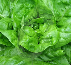 Lettuce Seeds 1000+ Butterhead Green All Year Round Garden Organic (Lactuca sativa)
