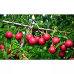 Dwarf Beauty Plum Tree Bare Root - Prunus salicina - Sweet Fruit Variety for Home Gardens