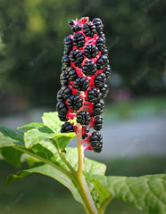 Whole American Pokeweed Berries - 50+ Air Dried Dragonberries (Phytolacca americana) for Crafts, Herbal Use, or Decoration