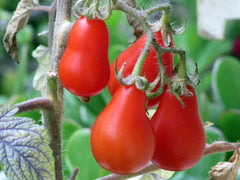 Red Pear Tomato Seeds - 10+ Heirloom NON-GMO Seeds - Perfect for Home Gardening - Solanum lycopersicum