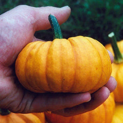 Jack Be Little Pumpkin Seeds - 30+ Heirloom Organic NON-GMO Seeds - Cucurbita pepo - Ideal for Home Gardening and Decor