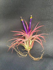 Tillandsia Ionantha Air Plant - Blushing Bride Bromeliad