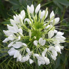 White Queen Cleome Seeds | Non-GMO Flower Seeds | Cleome Hassleriana | Garden Planting Supplies