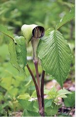 Jack-In-The-Pulpit Bulbs - 3 Bareroot Rhizomes - Arisaema triphyllum - Native Wildflower - Medicinal Plant - Sustainable Garden