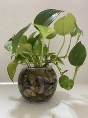Pothos Live Plant Cuttings 3PC - 7in to 10in Well Rooted for Water - Epipremnum aureum