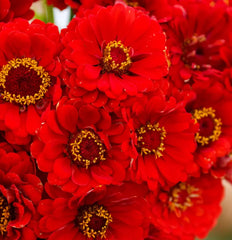 Zinnia Seeds - 100 Non-GMO Cherry Queen Red Scarlet Blooms for Hummingbirds - Zinnia elegans
