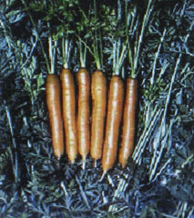 Little Finger Carrot Seeds - 200 Count - Very Early Variety - Daucus carota