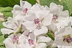 True Marshmallow Seeds - 50 Count - Light Pink Flowers - Althaea officinalis