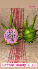 Cotton Candy Cuttings 15-18 Inch Long - Sweet Potato Vine - Ipomoea batatas