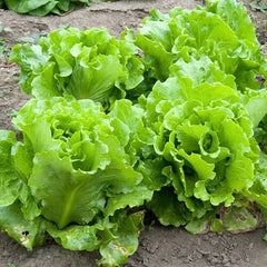 Black Seeded Simpson Lettuce Seeds | Heirloom Non-GMO | Organic Vegetable Seeds | Lactuca sativa