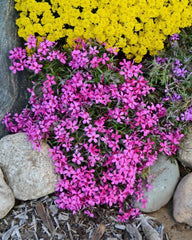 Atropurpurea Phlox Seeds - 100+ Pack for Garden Planting - Vibrant Purple Flowers - Phlox paniculata