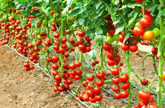 Early Cascade Tomato Seeds - 30+ Heirloom Organic Non-GMO - RARE Variety - Solanum lycopersicum