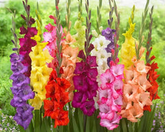Gladiolus Bulbs, 4 Count, Mixed Colors, Sword Lily, Easy to Grow Perennial, Gladiolus hortulanus