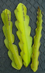 3 American Beauty Dragon Fruit Cuttings | Hylocereus Guatemalensis | Unrooted 8–10” | Self-Pollinating | Sweet Magenta Flesh