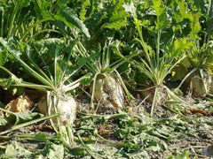 Sugar Beet Seeds - Heirloom Non-GMO Garden Seeds - Beta vulgaris - Tracking Included