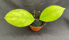 Rare Hoya juannguoana IML 1604 Rooted Plant in 2.5" Pot