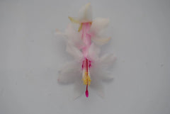 Christmas Cactus Starter Plant - White Modesto - Schlumbergera Truncata - Healthy Well-Rooted Small Plant for Easy Care