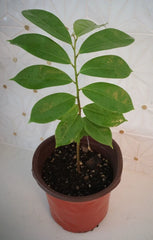 Soursop Tree 5" Guanábana Tropical Fruit Tree - Annona muricata