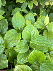Natural Betel Leaves Stems 8-10" Lotol Texas (Lá Lốt), Piper - Fresh Culinary Herb for Cooking and Medicinal Use