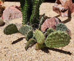Opuntia Macrorhiza Plains Prickly Pear Cactus Pad Cutting - Flagstaff Arizona - Succulent Plant Cutting, 1 Piece