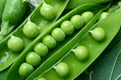 Green Arrow Pea Seeds - Fresh Organic Pea Seed - Pisum sativum - Non-GMO Gardening Supplies, FREE Shipping